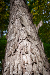 Carya ovata
