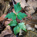 Toxicodendron radicans