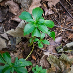 Pachysandra terminalis