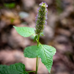 Agastache foeniculum