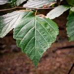 Hamamelis virginiana