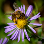 Symphyotrichum oblongifolium 'October Skies'
