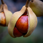 Aesculus pavia