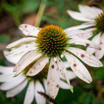 Echinacea purpurea