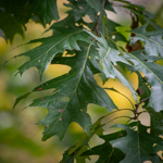 Quercus rubra