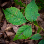 Toxicodendron radicans