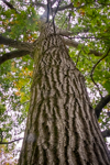 Quercus rubra