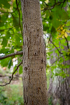 Carya ovata