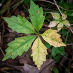 Parthenocissus quinquefolia