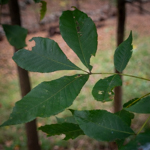 Carya ovata