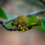 Hamamelis virginiana