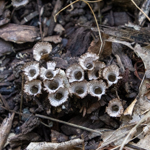 Crucibulum laeve