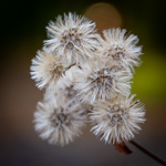 Eurybia macrophylla