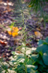 Amsonia hubrichtii