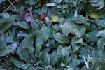 Antennaria plantaginifolia