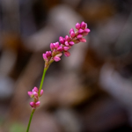 Persicaria longiseta