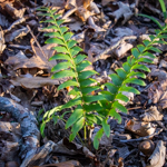 Polystichum acrostichoides
