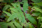 Onoclea sensibilis