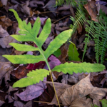 Onoclea sensibilis