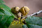 Hamamelis virginiana