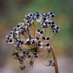 Allium cernuum