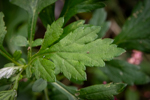 Artemisia vulgaris