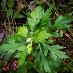Artemisia vulgaris