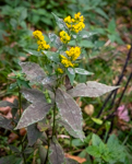 Solidago rugosa