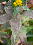 Solidago rugosa