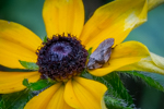 Rudbeckia hirta