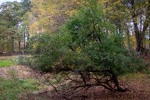 Rhamnus cathartica