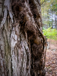 Toxicodendron radicans