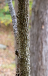 Ulmus americana