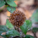 Monarda bradburiana