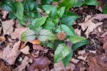Monarda bradburiana