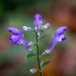 Scutellaria incana