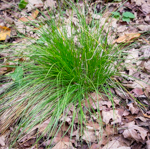 Carex rosea