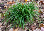 Carex amphibola