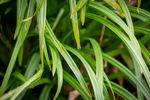 Carex amphibola