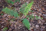 Dryopteris marginalis