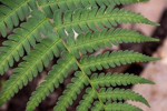 Dryopteris marginalis