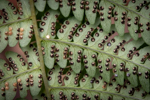 Dryopteris marginalis