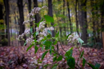 Ageratina altissima