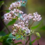 Ageratina altissima