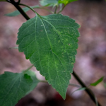 Ageratina altissima