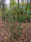 Rhododendron sp.