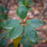 Rhododendron sp.