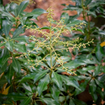 Pieris japonica