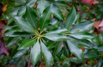 Pieris japonica