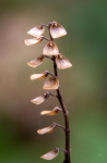 Scutellaria incana